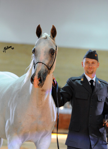 2012 Polish Arabian Horse Days