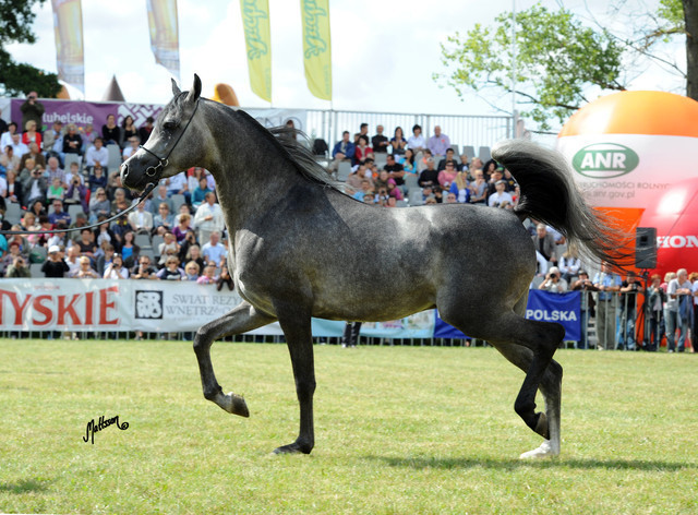 2012 Polish Arabian Horse Days