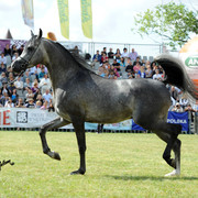 2012 Polish Arabian Horse Days