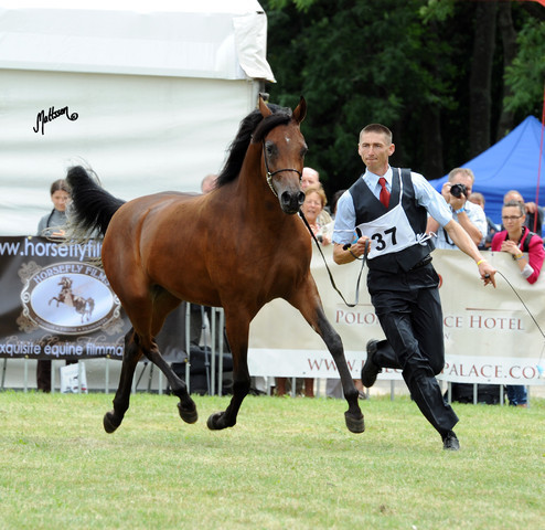 2012 Polish Arabian Horse Days