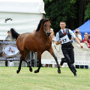 2012 Polish Arabian Horse Days