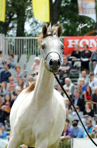 2012 Polish Arabian Horse Days