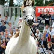 2012 Polish Arabian Horse Days