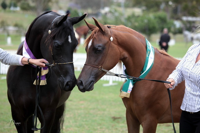 2012 Top Of The Range Event - Queensland 