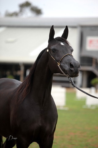 2012 Top Of The Range Event - Queensland 