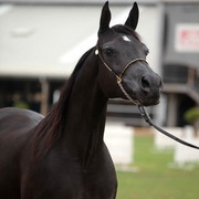 2012 Top Of The Range Event - Queensland 