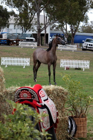 2012 Top Of The Range Event - Queensland 