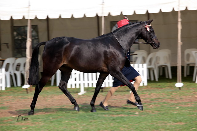 2012 Top Of The Range Event - Queensland 
