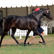 2012 Top Of The Range Event - Queensland 