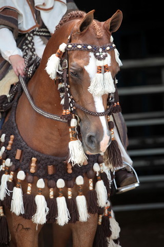 2012 Top Of The Range Event - Queensland 