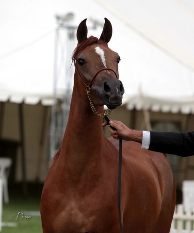 2012 Top Of The Range Event - Queensland 