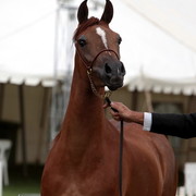 2012 Top Of The Range Event - Queensland 
