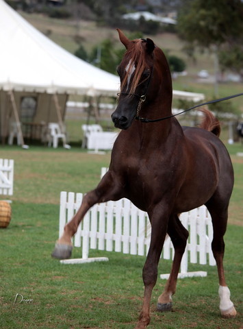 2012 Top Of The Range Event - Queensland 