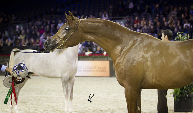2012 Paris - Salon du Cheval Show