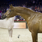 2012 Paris - Salon du Cheval Show