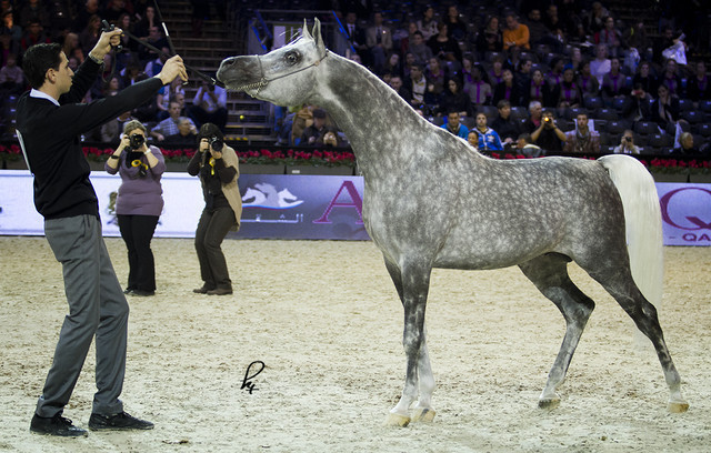 2012 Paris - Salon du Cheval Show
