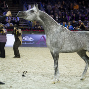 2012 Paris - Salon du Cheval Show