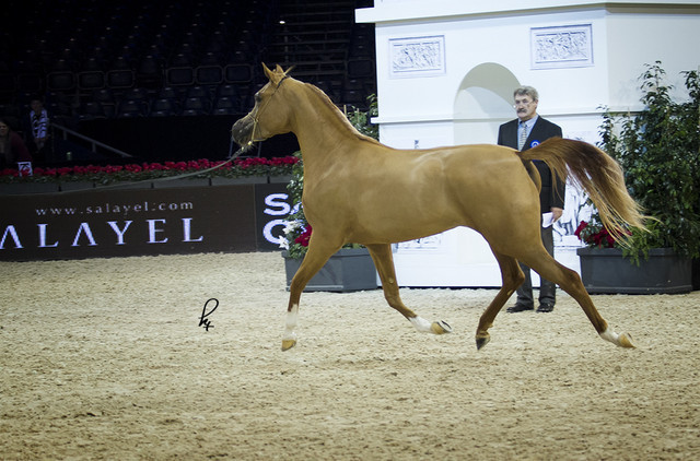 2012 Paris - Salon du Cheval Show