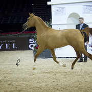 2012 Paris - Salon du Cheval Show