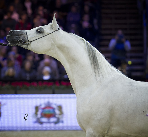 2012 Paris - Salon du Cheval Show