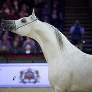 2012 Paris - Salon du Cheval Show