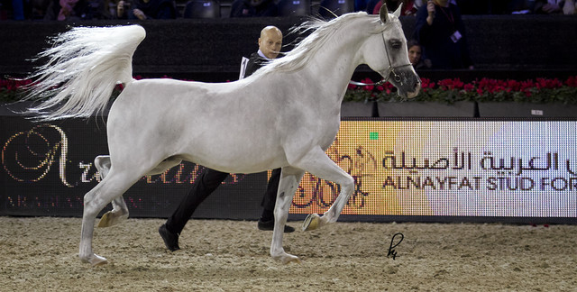 2012 Paris - Salon du Cheval Show