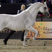 2012 Paris - Salon du Cheval Show