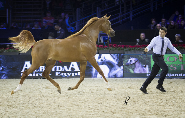 2012 Paris - Salon du Cheval Show