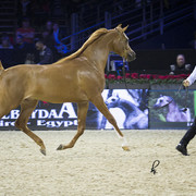 2012 Paris - Salon du Cheval Show