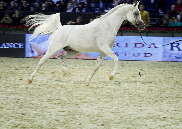 2012 Paris - Salon du Cheval Show