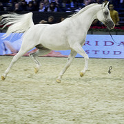 2012 Paris - Salon du Cheval Show