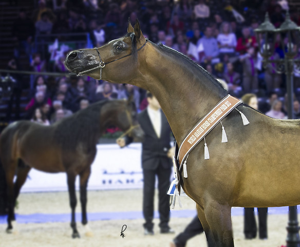 2012 Paris - Salon du Cheval Show