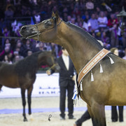 2012 Paris - Salon du Cheval Show
