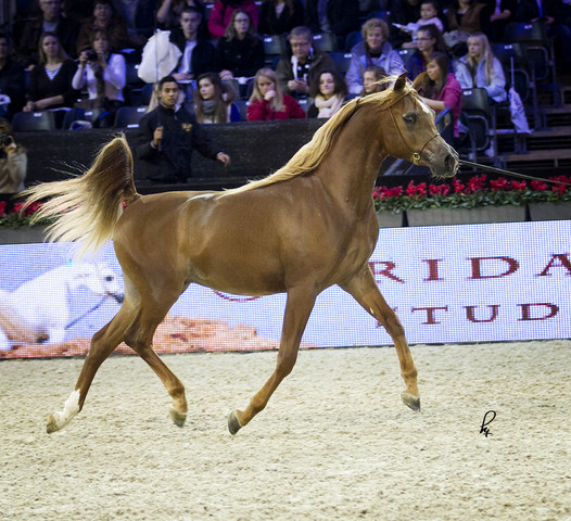 2012 Paris - Salon du Cheval Show