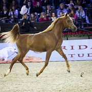 2012 Paris - Salon du Cheval Show