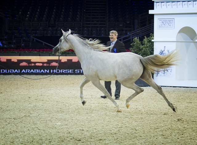2012 Paris - Salon du Cheval Show