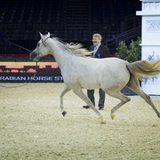 2012 Paris - Salon du Cheval Show