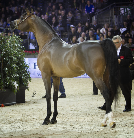 2012 Paris - Salon du Cheval Show