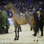 2012 Paris - Salon du Cheval Show