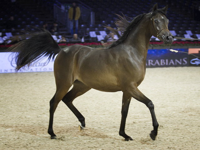 2012 Paris - Salon du Cheval Show