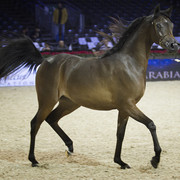 2012 Paris - Salon du Cheval Show