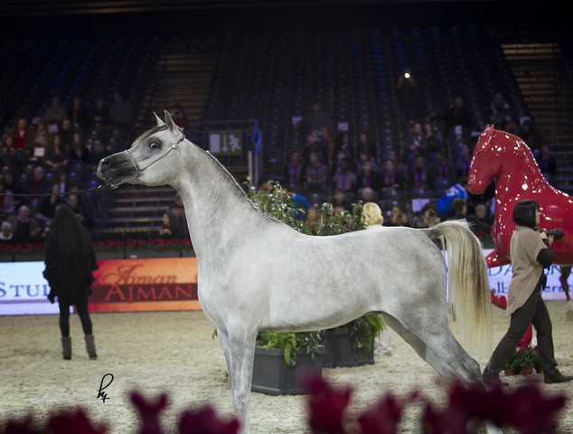 2012 Paris - Salon du Cheval Show