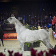 2012 Paris - Salon du Cheval Show