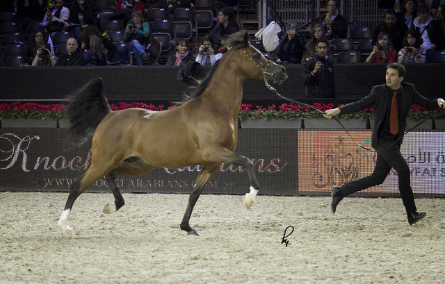 2012 Paris - Salon du Cheval Show