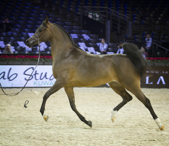 2012 Paris - Salon du Cheval Show
