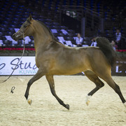 2012 Paris - Salon du Cheval Show