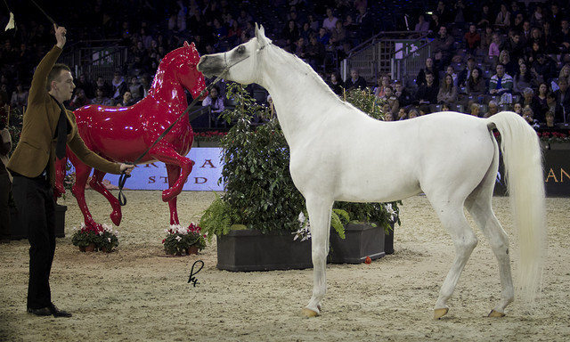 2012 Paris - Salon du Cheval Show