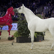 2012 Paris - Salon du Cheval Show