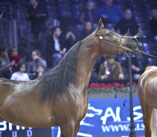 2012 Paris - Salon du Cheval Show