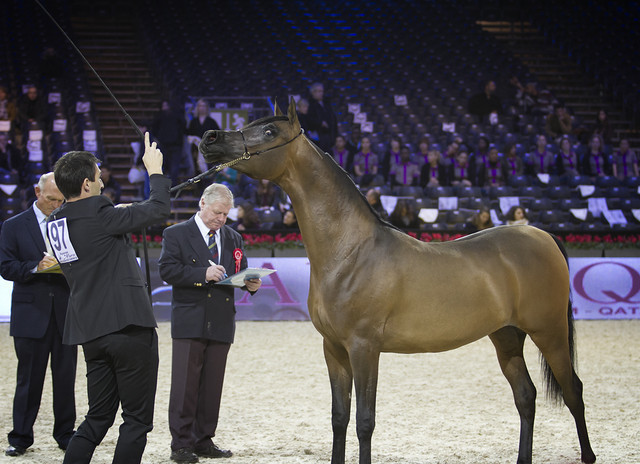 2012 Paris - Salon du Cheval Show